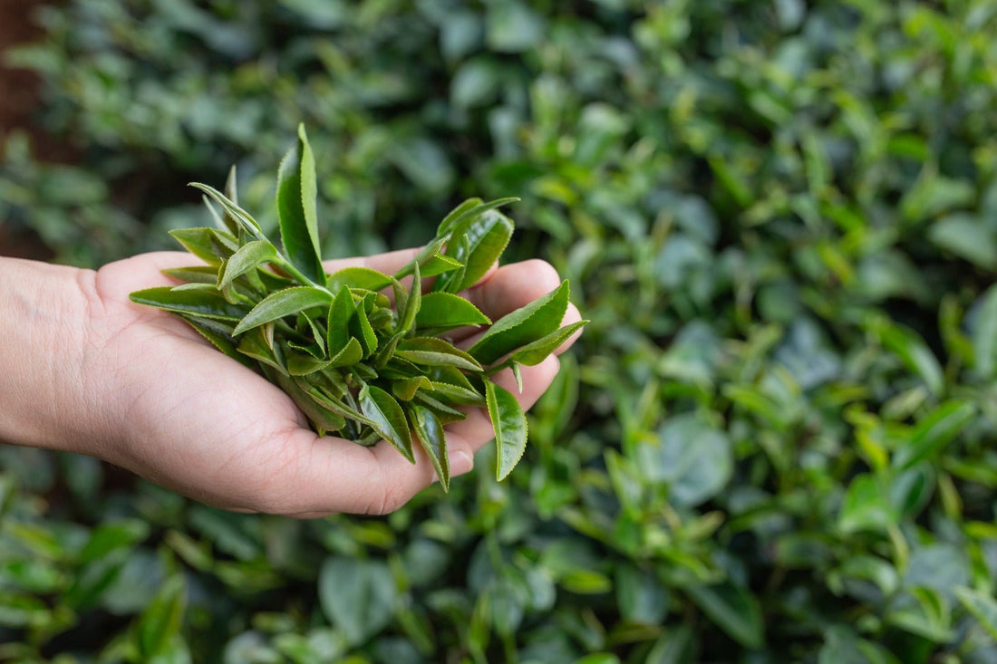 Uleiul de arbore de ceai – soluția naturală pentru un ten curat și un scalp sănătos - Trio Verde